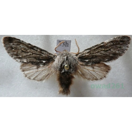 Brachionycha nubeculosa (Esper, 1785) Lazdona brzezinówka Czech33h